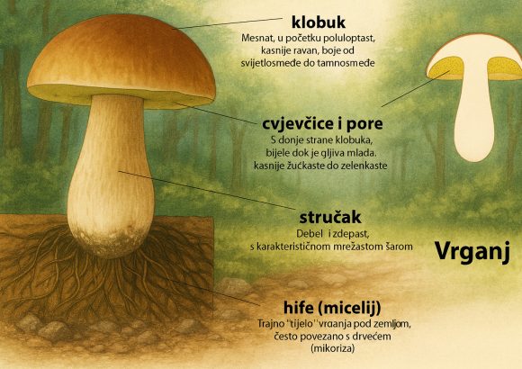vrganji u Hrvatskoj