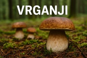vrganji u Hrvatskoj