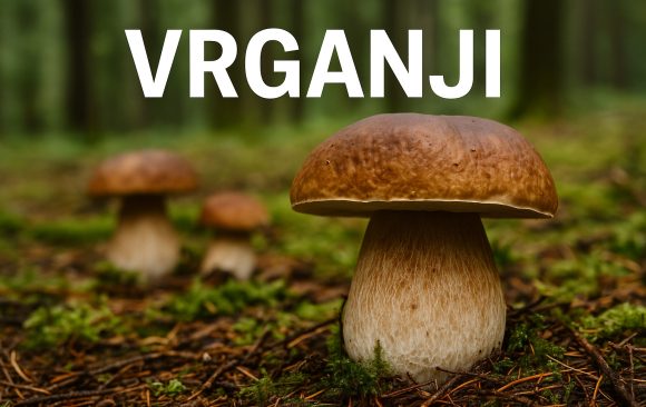 vrganji u Hrvatskoj
