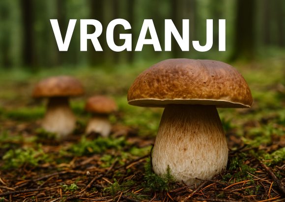 vrganji u Hrvatskoj, gljive, gljiva