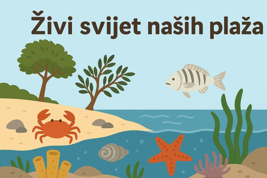 živi svijet naših plaža