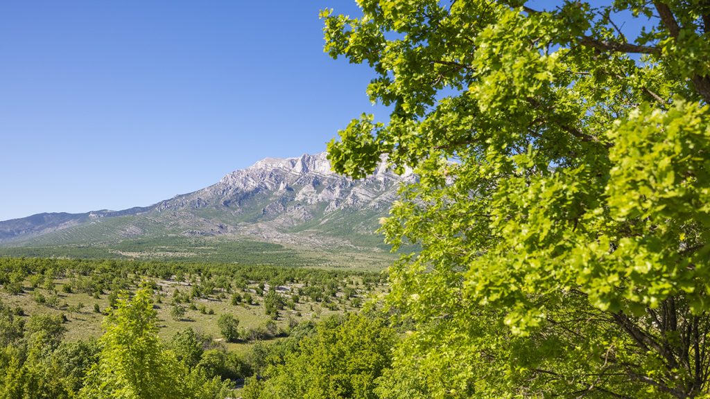 hrast medunac, Quercus pubescens