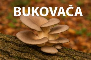 Bukovača, Pleurotus ostreatus