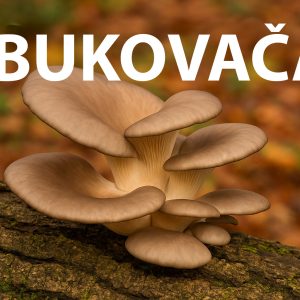 Bukovača, Pleurotus ostreatus