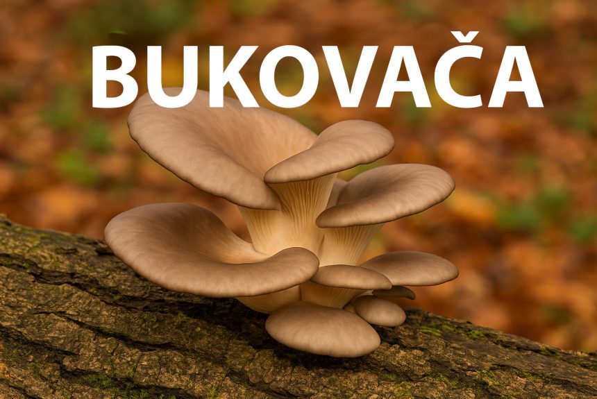 Bukovača, Pleurotus ostreatus
