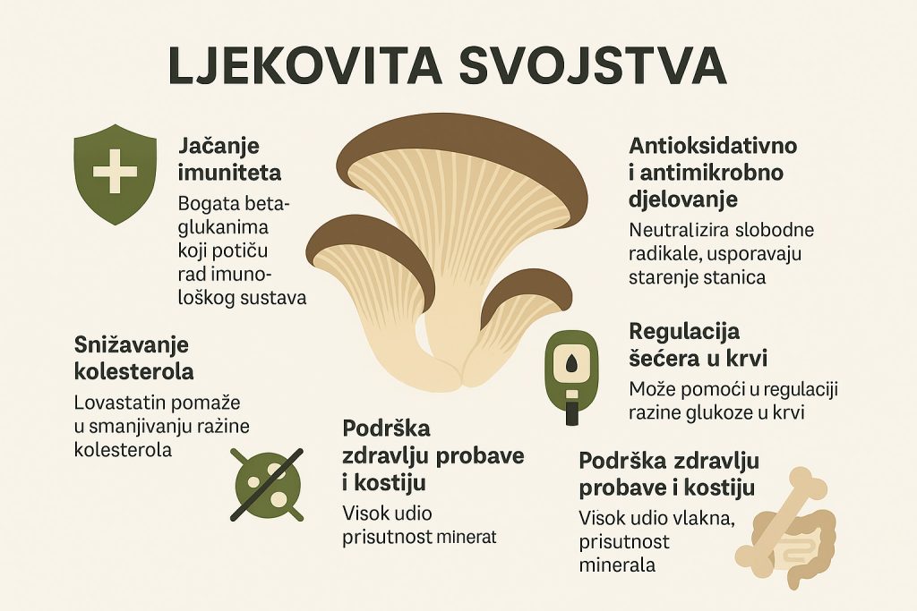 Bukovača, Pleurotus ostreatus