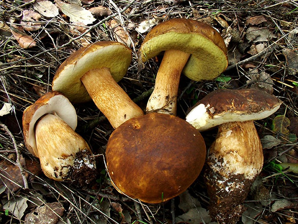 hajdinski vrganj, Boletus aereus, vrganji, gljive