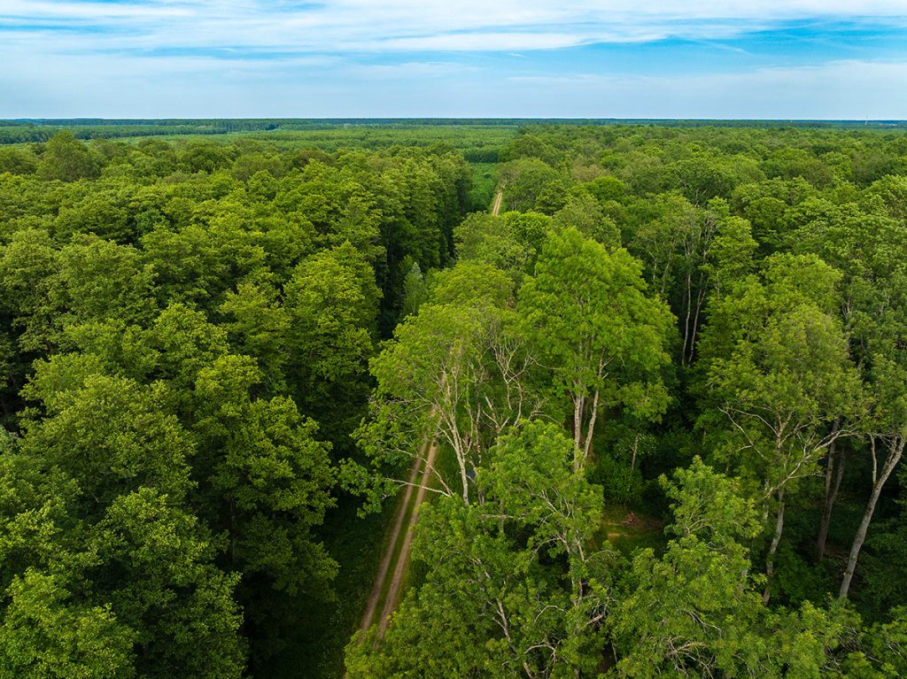 crna joha, Alnus glutinosa, Crni jarki