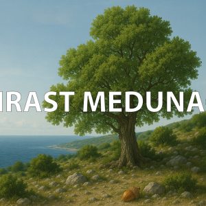 hrast medunac, Quercus pubescens