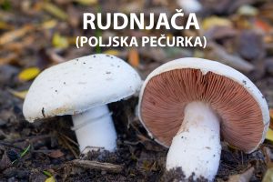 rudnjača, poljska pečurka, Agaricus campestris, gljive, gljiva, pečurke