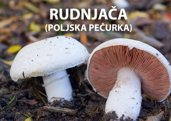 rudnjača, poljska pečurka, Agaricus campestris, gljive, gljiva, pečurke