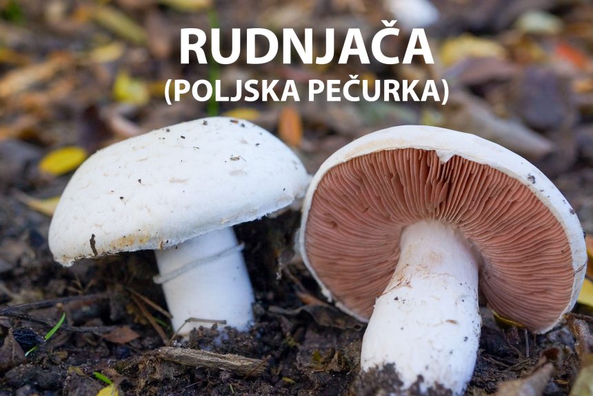 rudnjača, poljska pečurka, Agaricus campestris, gljive, gljiva, pečurke