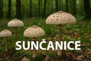 sunčanice, gljive