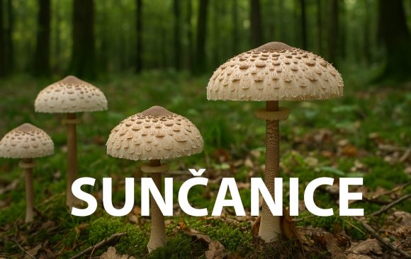 sunčanice, gljive