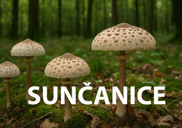 sunčanice, gljive
