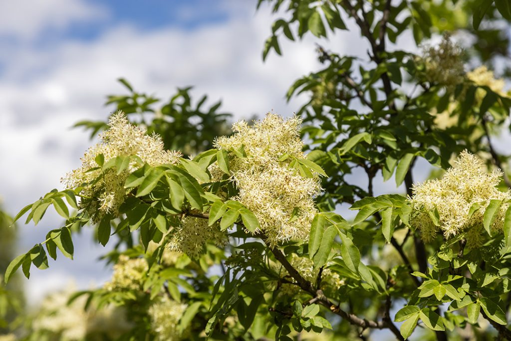Crni jasen, Fraxinus ornus