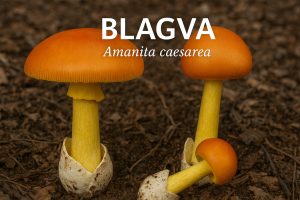 blagva, amanita cesarea