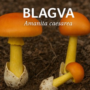 blagva, amanita cesarea