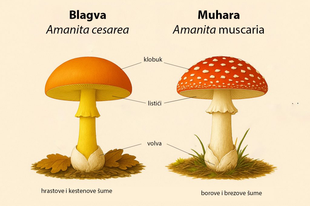 blagva, amanita cesarea