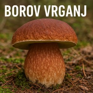 Borov vrganj, Boletus pinophilus, vrganji