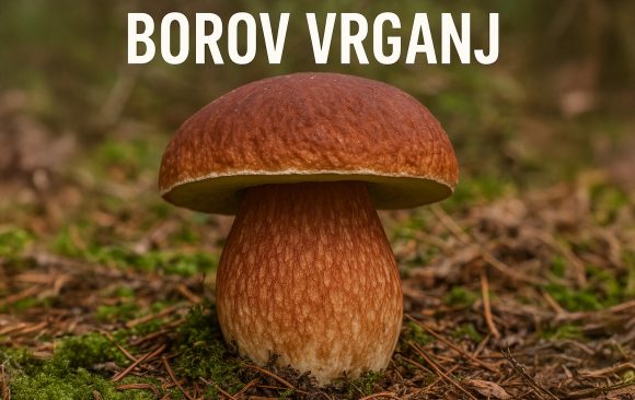 Borov vrganj, Boletus pinophilus, vrganji