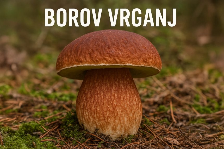Borov vrganj, Boletus pinophilus, vrganji