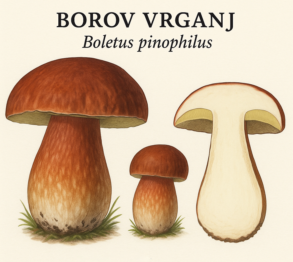 Borov vrganj, Boletus pinophilus, vrganji