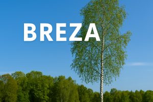 breza