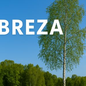breza