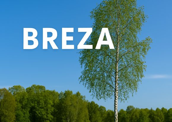 breza