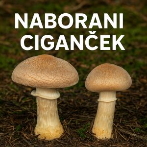 Naborani ciganček – jedna od najboljih jestivih gljiva