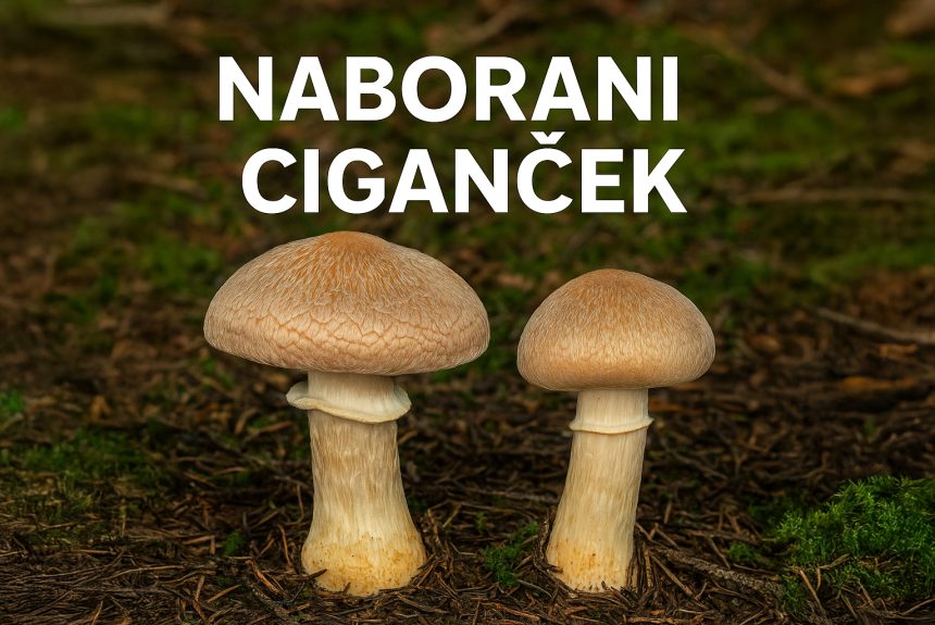 Naborani ciganček – jedna od najboljih jestivih gljiva