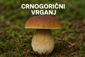 Crnogorični vrganj, pravi vrganj, Boletus edulis, vrganji