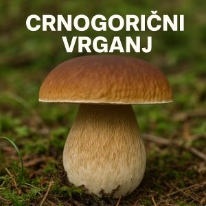 Crnogorični vrganj, pravi vrganj, Boletus edulis, vrganji