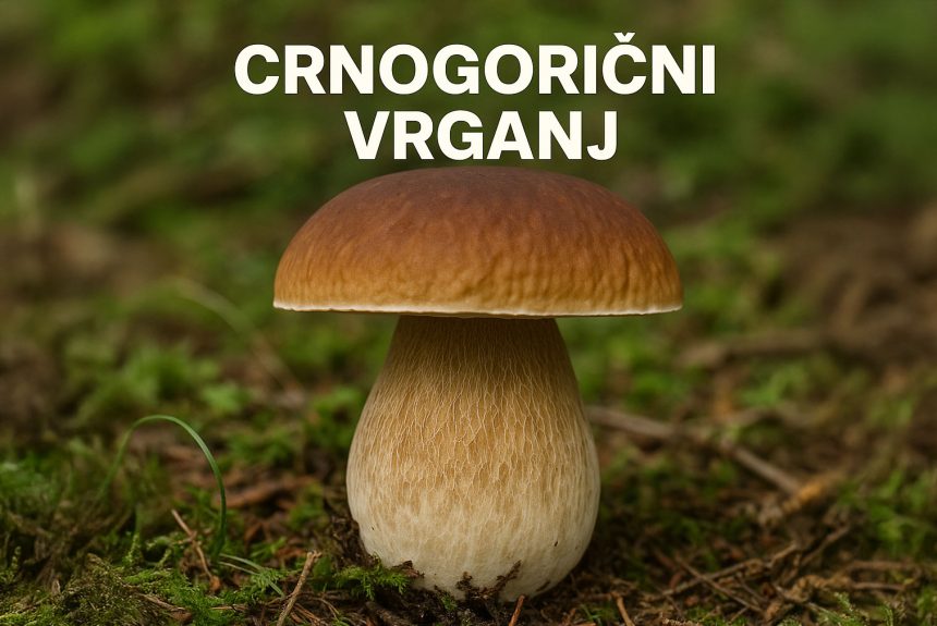 Crnogorični vrganj, pravi vrganj, Boletus edulis, vrganji