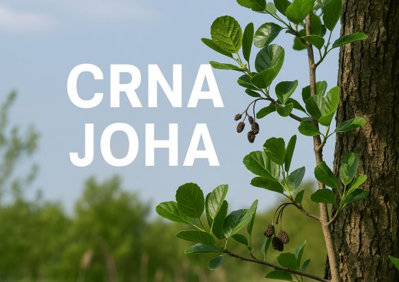 crna joha, Alnus glutinosa