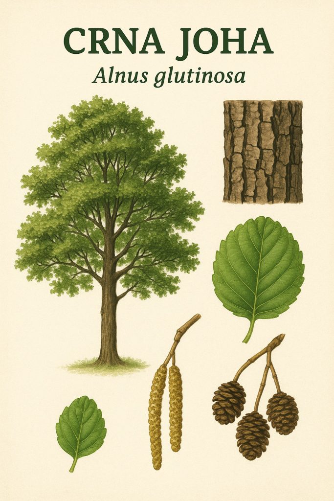 crna joha, Alnus glutinosa