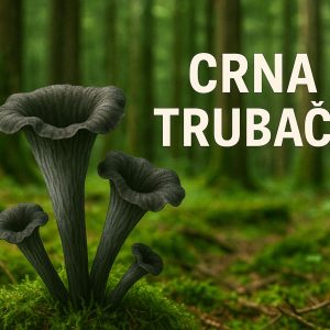 crna trubača, Craterellus cornucopioides