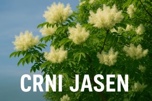 Crni jasen, Fraxinus ornus