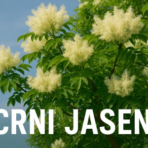 Crni jasen, Fraxinus ornus