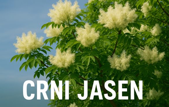 Crni jasen, Fraxinus ornus