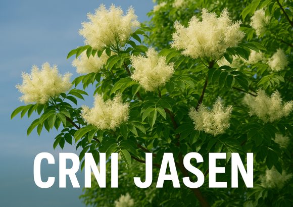 Crni jasen, Fraxinus ornus