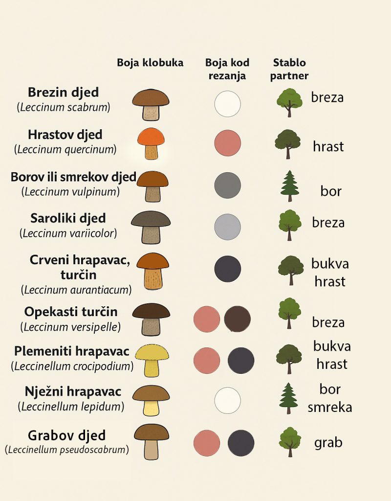 djedovi