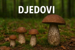 djedovi
