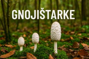 gnojištarke, gljive