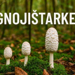 gnojištarke, gljive