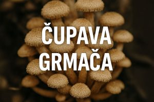 čupava grmača, Desarmillaria tabescens, grmača, gljive