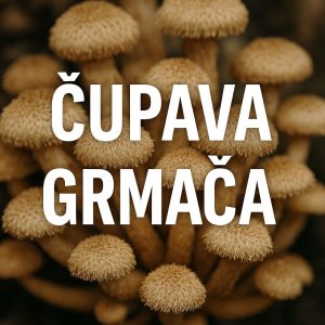 čupava grmača, Desarmillaria tabescens, grmača, gljive