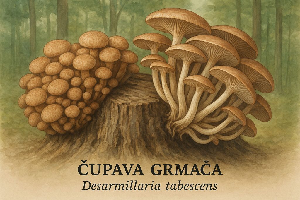 čupava grmača, Desarmillaria tabescens, grmača, gljive