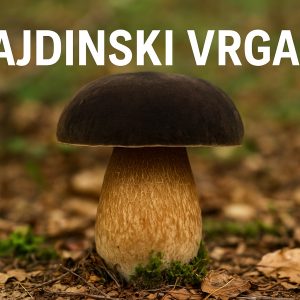 hajdinski vrganj, Boletus aereus, vrganji, gljive